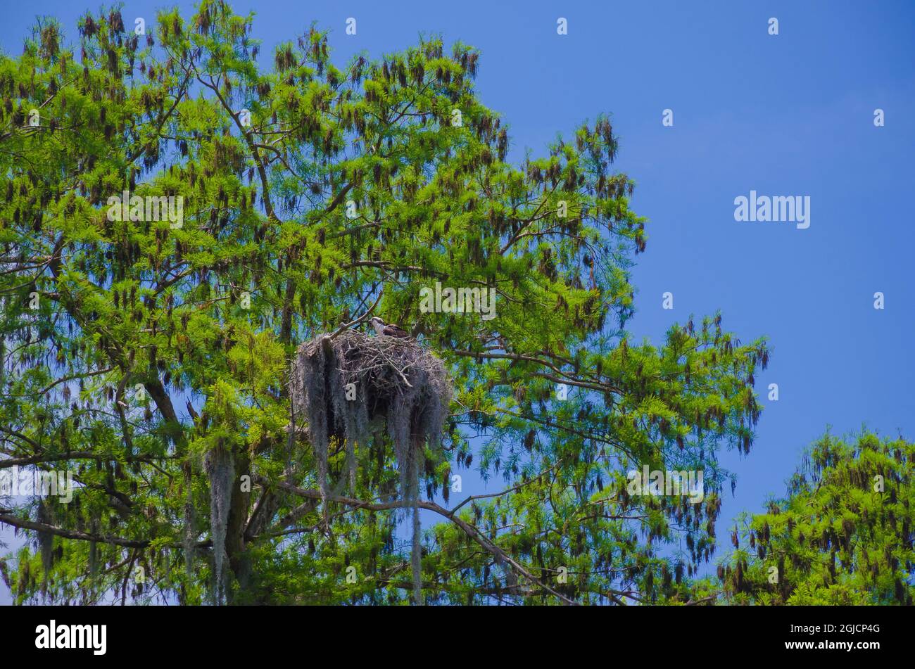 Florida, Osprey Nest in Tree Stock Photo - Alamy