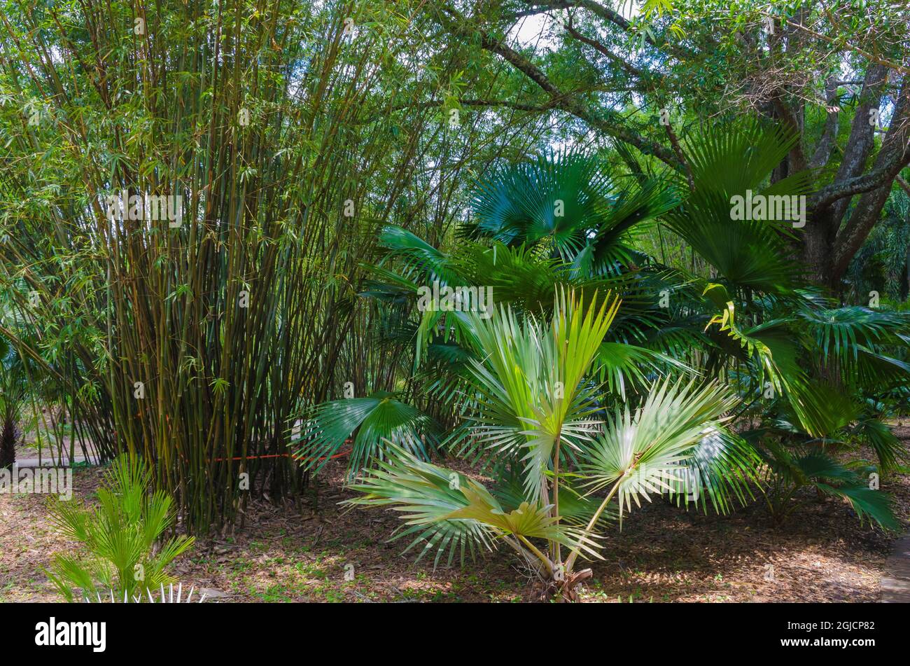 Florida garden hi-res stock photography and images - Alamy