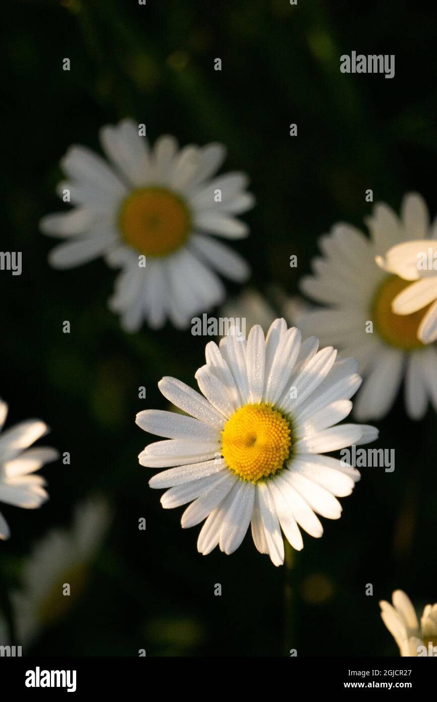 Fresh and fading Shasta daisy flowers Leucanthemum superbum dark background Stock Photo