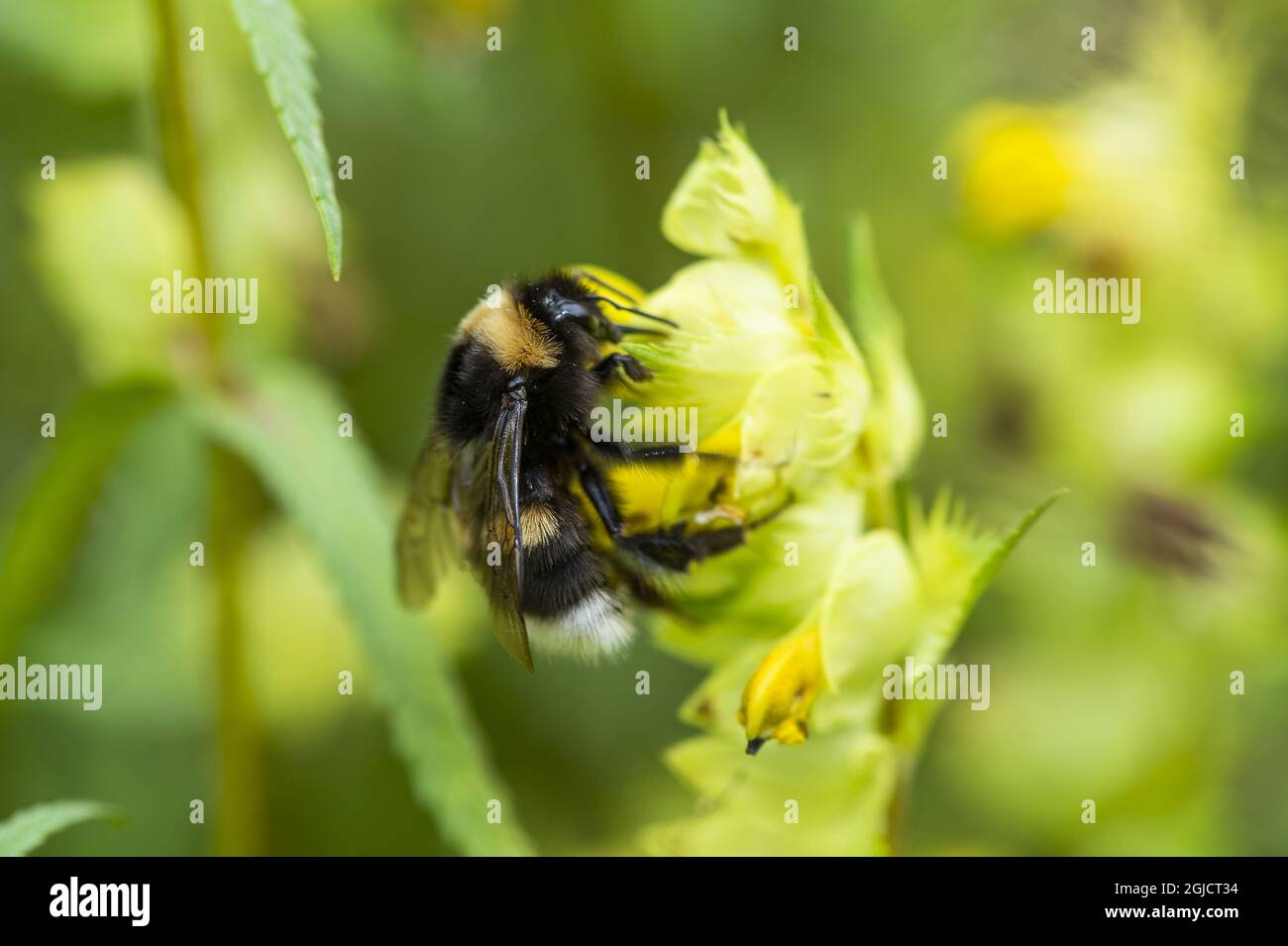 white-tailed bumblebee (Bombus lucorum) pa hoskallra (Rhinanthus serotinus) Foto: Ola Jennersten / TT / kod 2754 Stock Photo