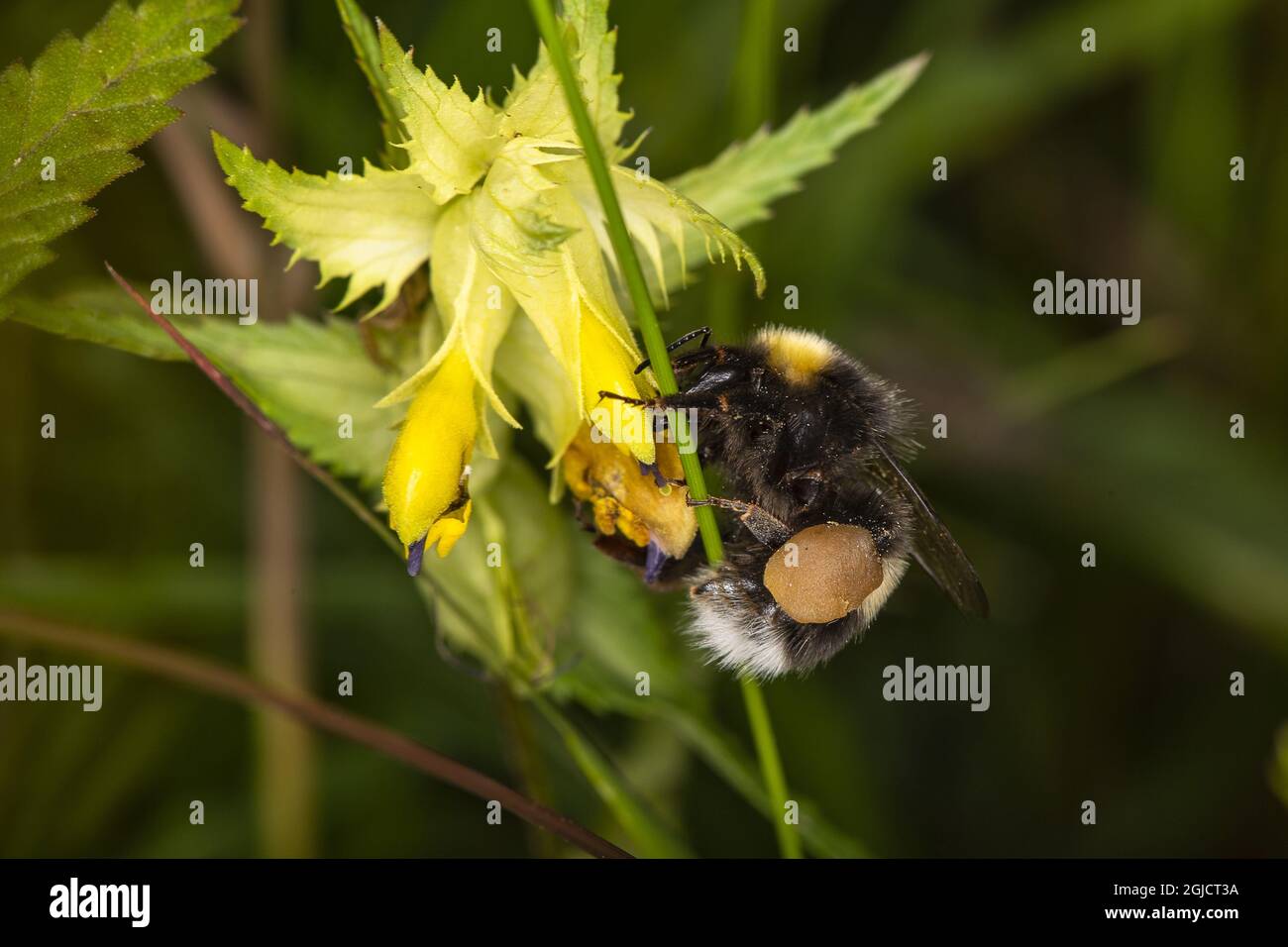 white-tailed bumblebee (Bombus lucorum) at greater yellow-rattle (Rhinanthus serotinus) Foto: Ola Jennersten / TT / kod 2754 Stock Photo