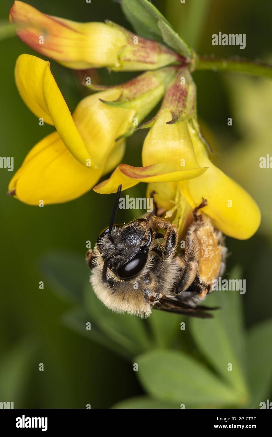 Long-horned bee (Eucera longicornis), on Bird's-foot Trefoil (Lotus corniculatus) Foto: Ola Jennersten / TT / kod 2754  Stock Photo