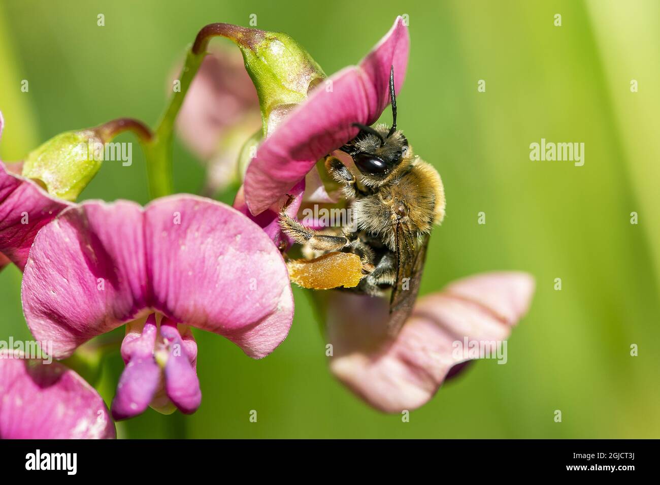 Long-horned Bee (Eucera longicornis), female on flat peal (Lathyrus sylvestris) Foto: Ola Jennersten / TT / kod 2754 Stock Photo