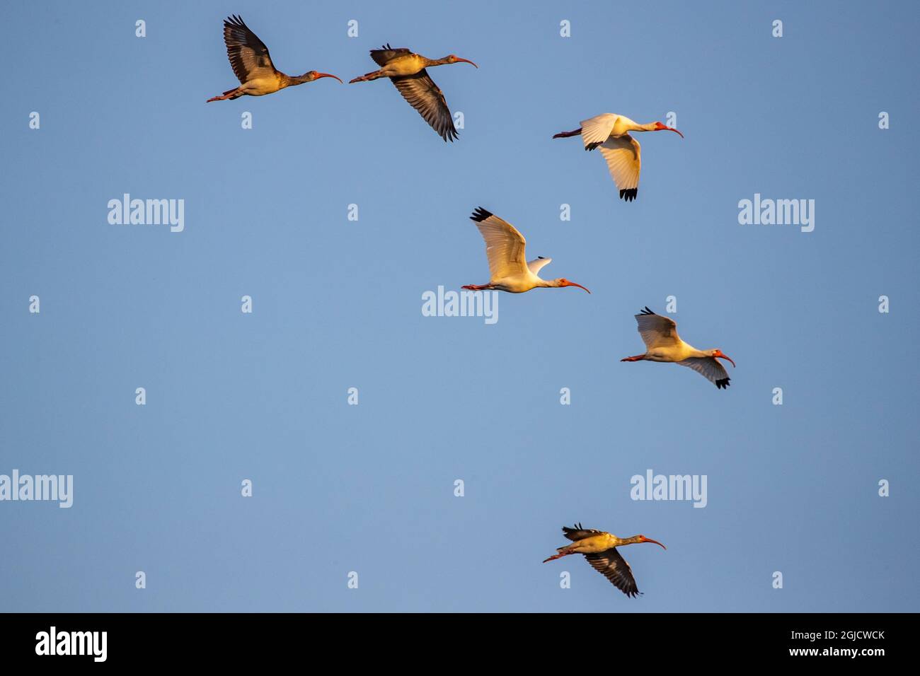Flock of white ibis birds in flight in Everglades National Park, Florida, USA. Stock Photo