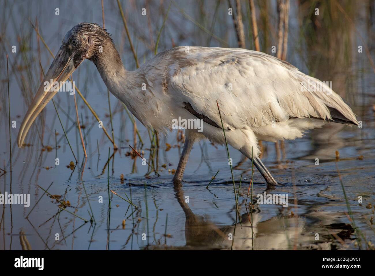 Wood Stork in Everglades National Park, Florida, USA Stock Photo - Alamy
