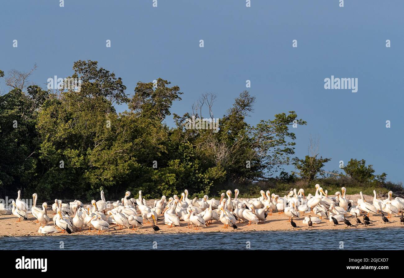 White pelicans at Ten Thousand Islands National Wildlife Refuge in Everglades National Park, Florida, USA Stock Photo
