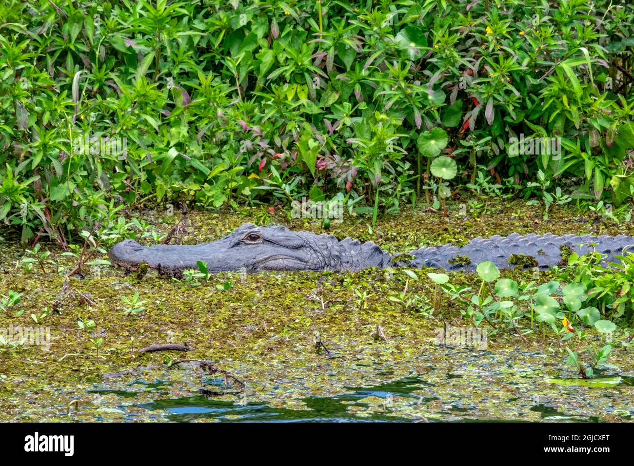 Alligator, St. John's River, Florida Stock Photo