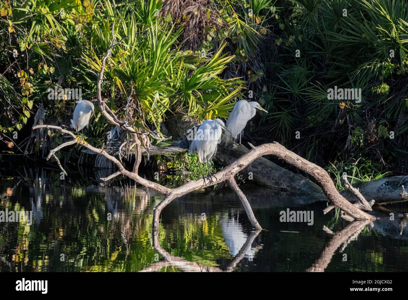 Great Egret, Florida Stock Photo
