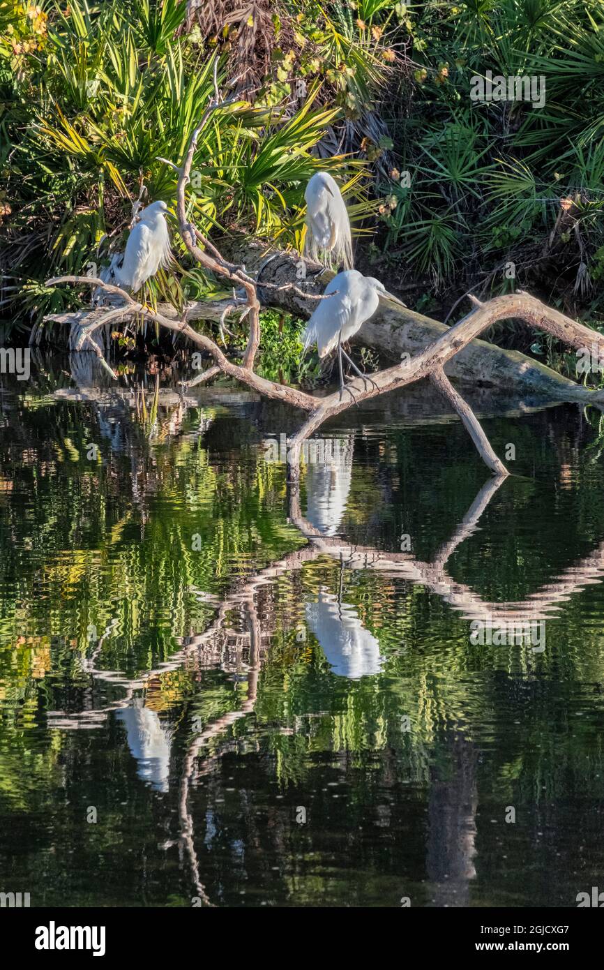 Great Egret, Florida Stock Photo