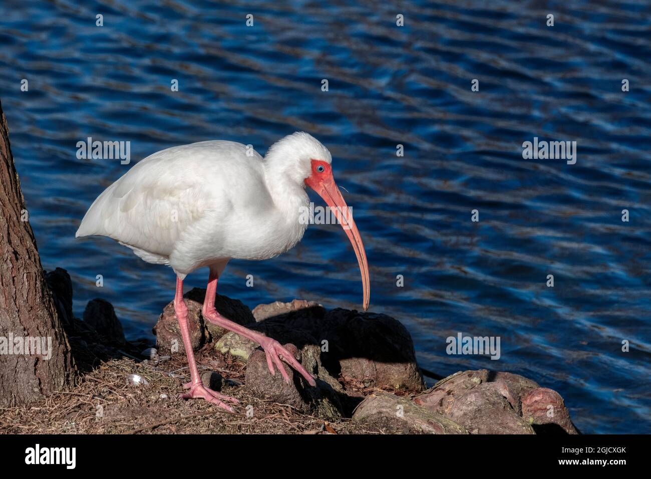 Ibis, Florida Stock Photo