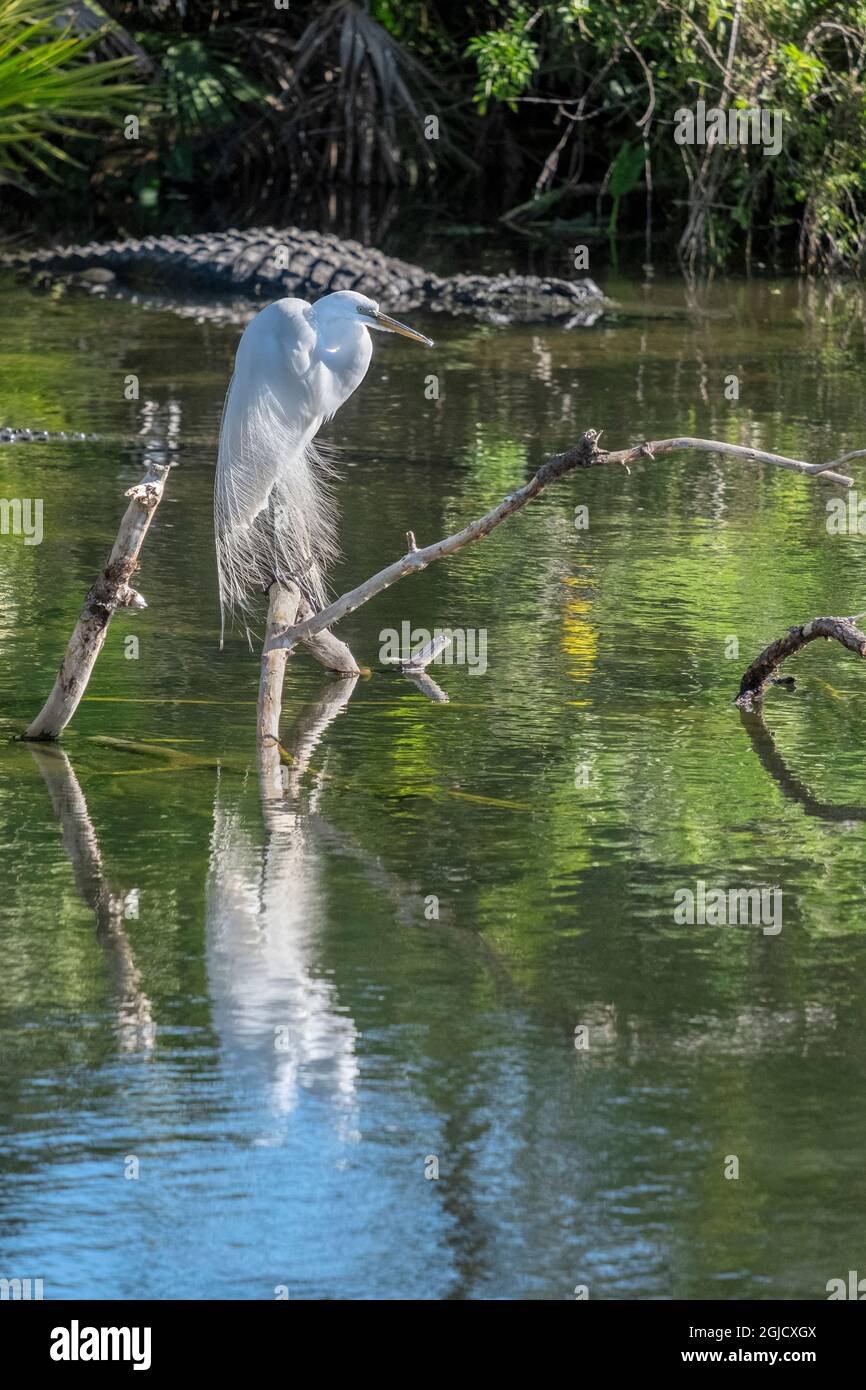Great Egret and Alligator, Florida Stock Photo