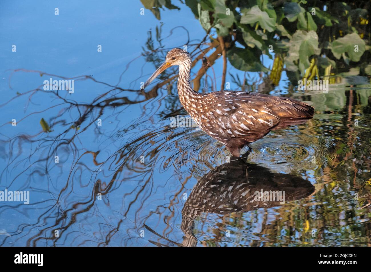 Limpkin, Florida Stock Photo