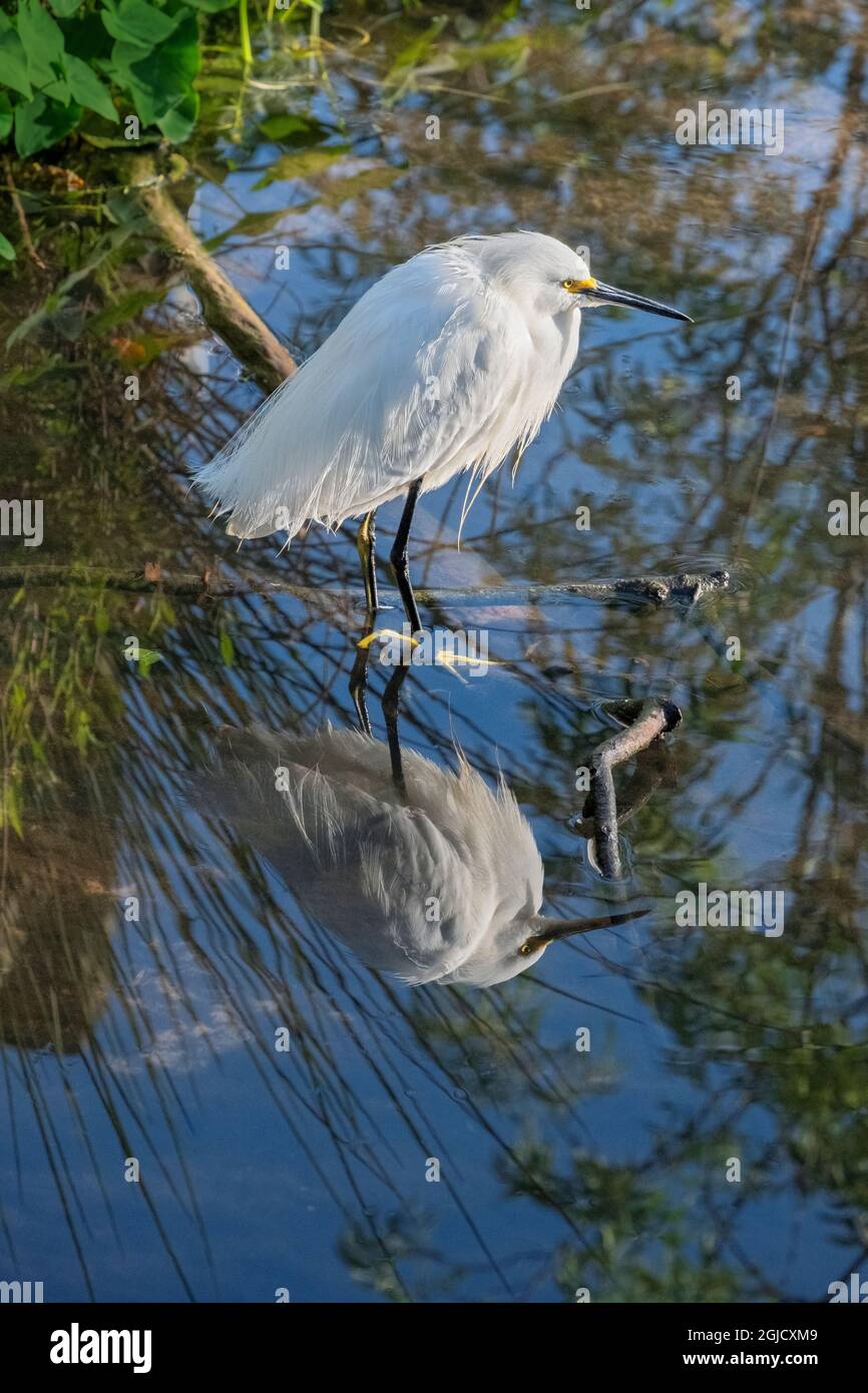 Snowy Egret, Florida Stock Photo