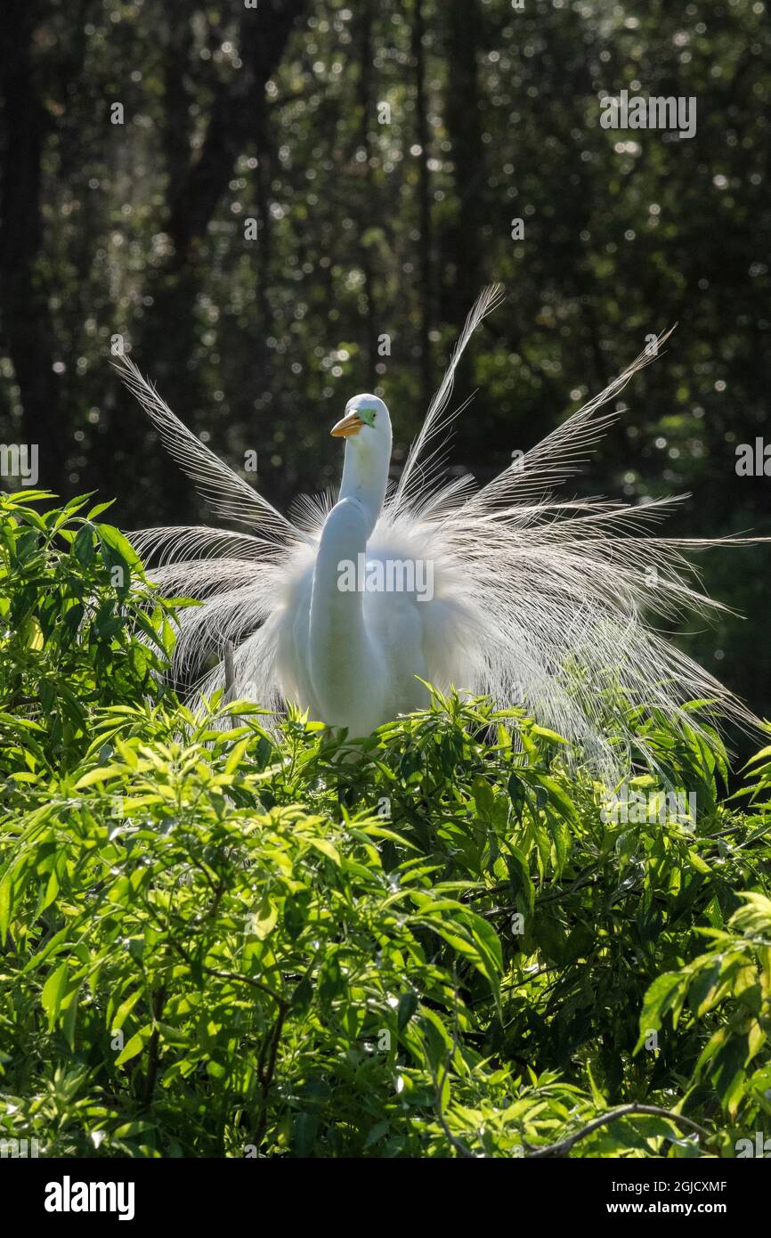 Great Egret, Florida Stock Photo