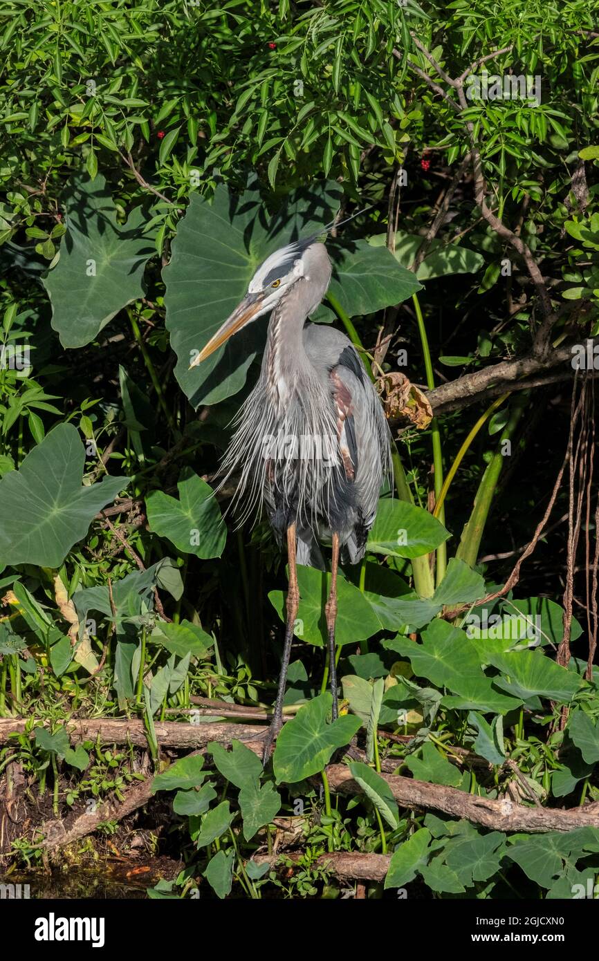 Great Blue Heron, Florida Stock Photo