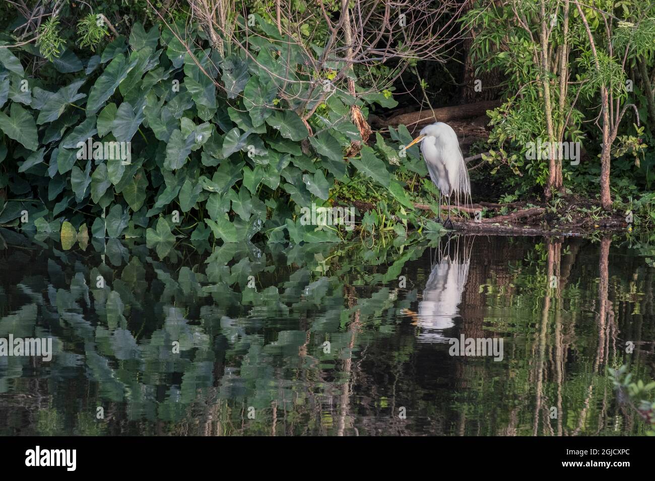 Great Egret, Florida Stock Photo