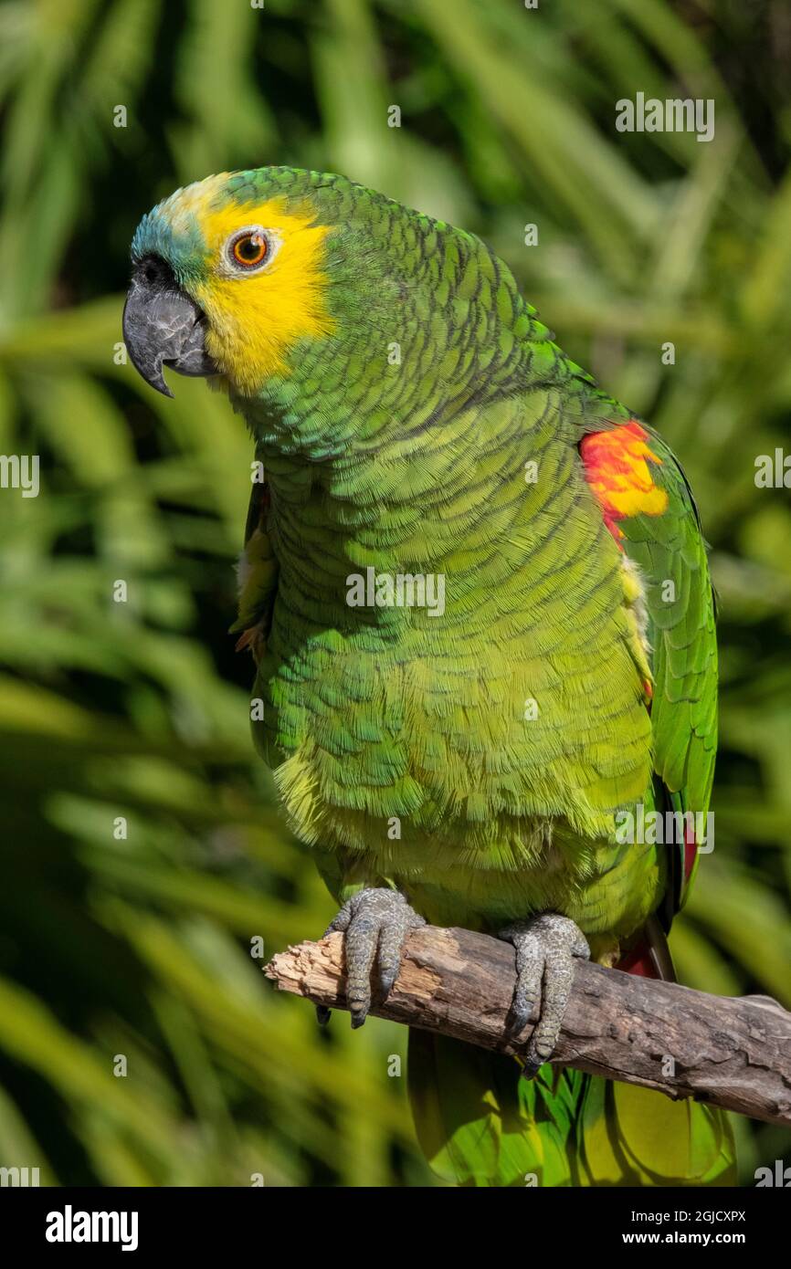 Orangewinged amazon, parrot Stock Photo Alamy