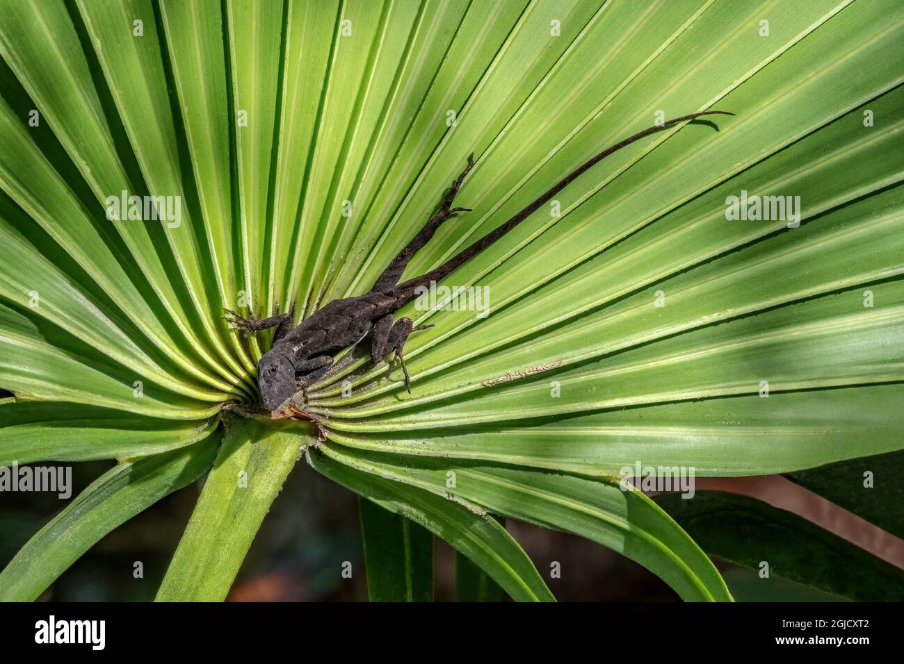 Cuban anole on a fan palm, Florida Stock Photo