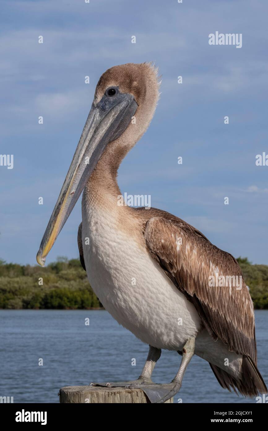 Juvenile Brown Pelican, Florida Stock Photo