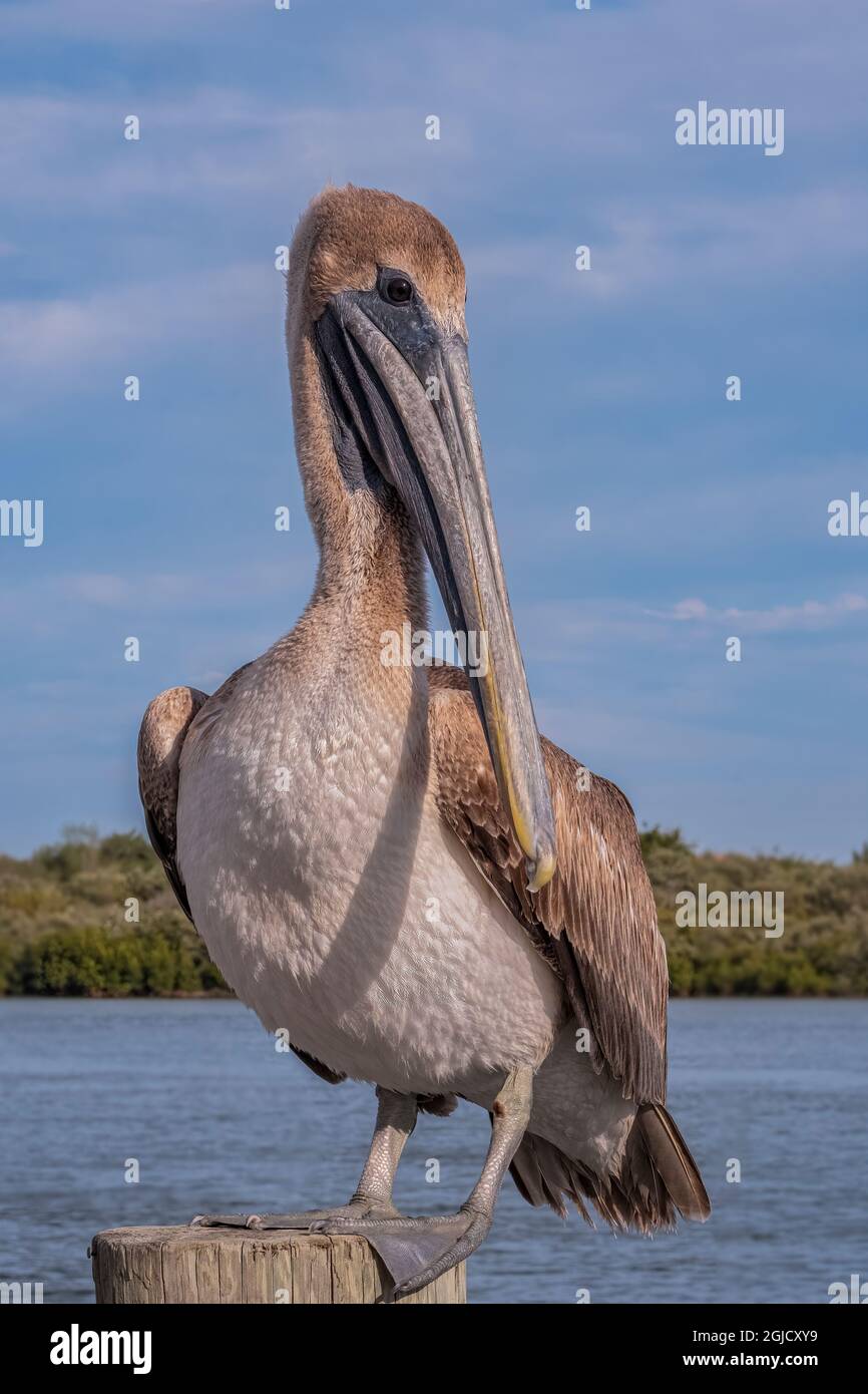 Juvenile Brown Pelican, Florida Stock Photo