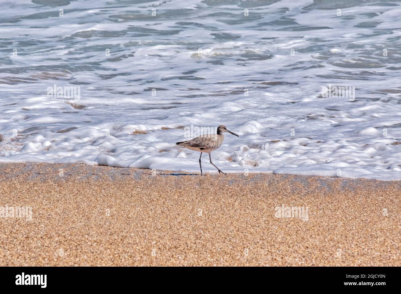 Willet looking for food at the beach Stock Photo