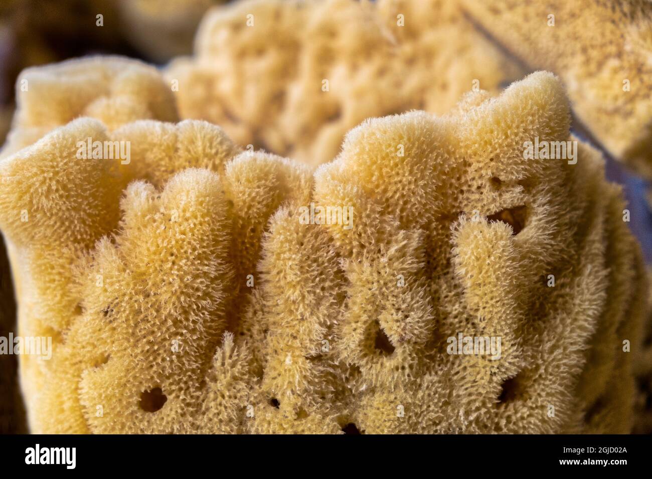 Natural sponge, Tarpon Springs, Florida, USA Stock Photo Alamy