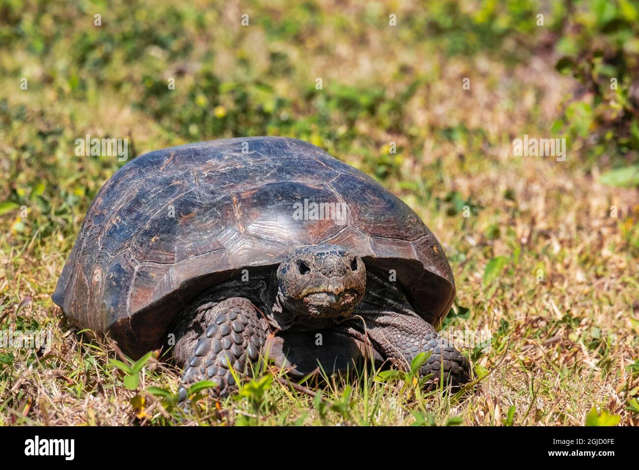 Gopher Tortoise, Florida Stock Photo - Alamy