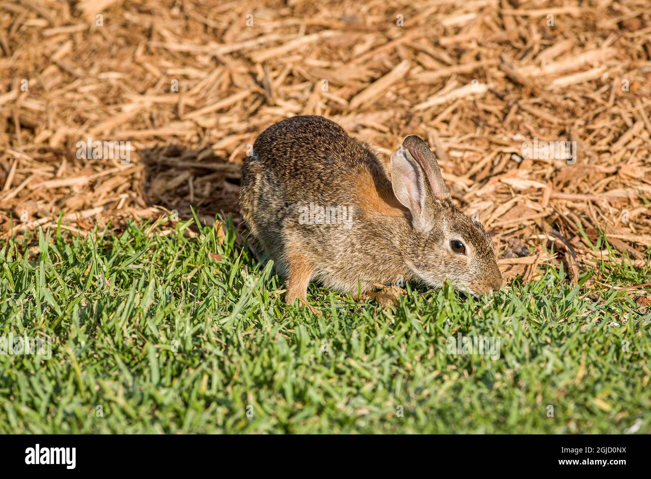 A cottontail rabbit forages for food. Stock Photo
