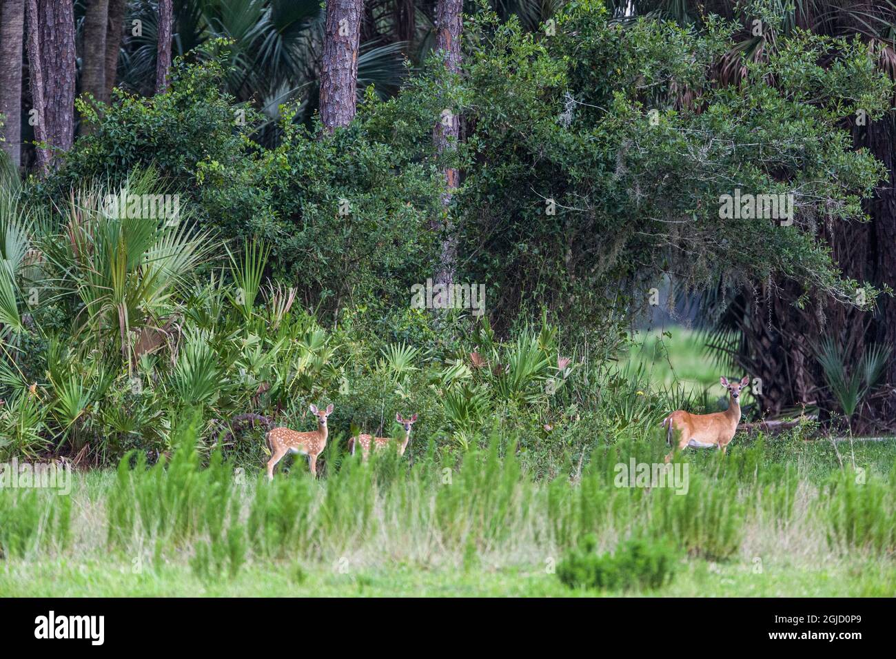 Good habitat white-tailed deer often have twins. Stock Photo