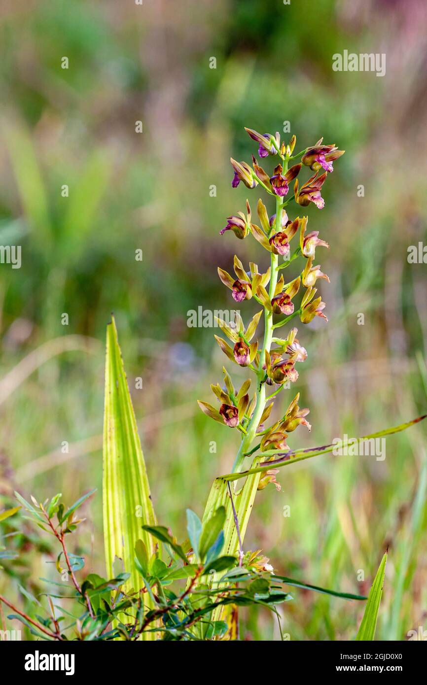 Wild coco orchid in Florida. Stock Photo