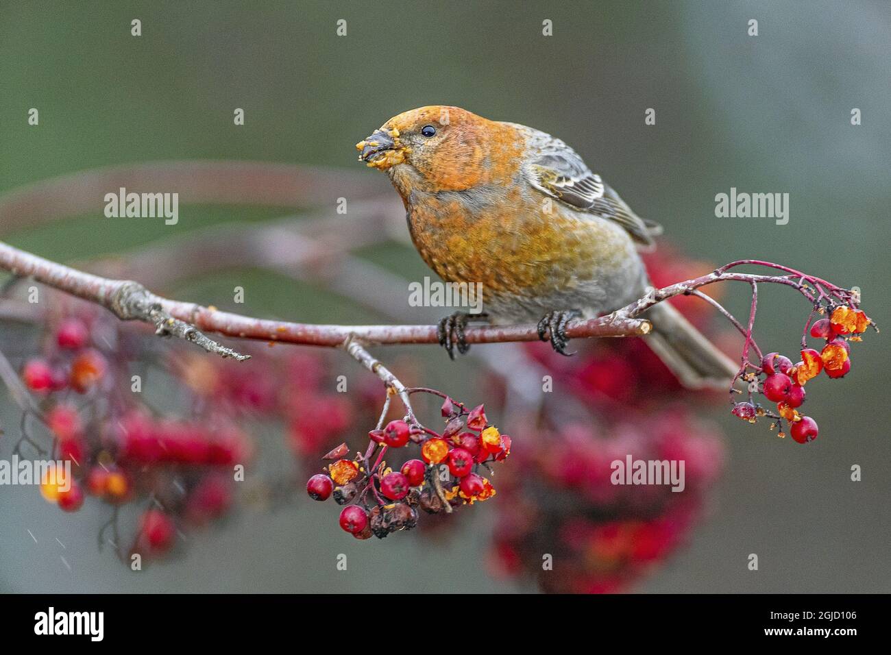 Pine Grosbeak (Pinicola enucleator), female eatin