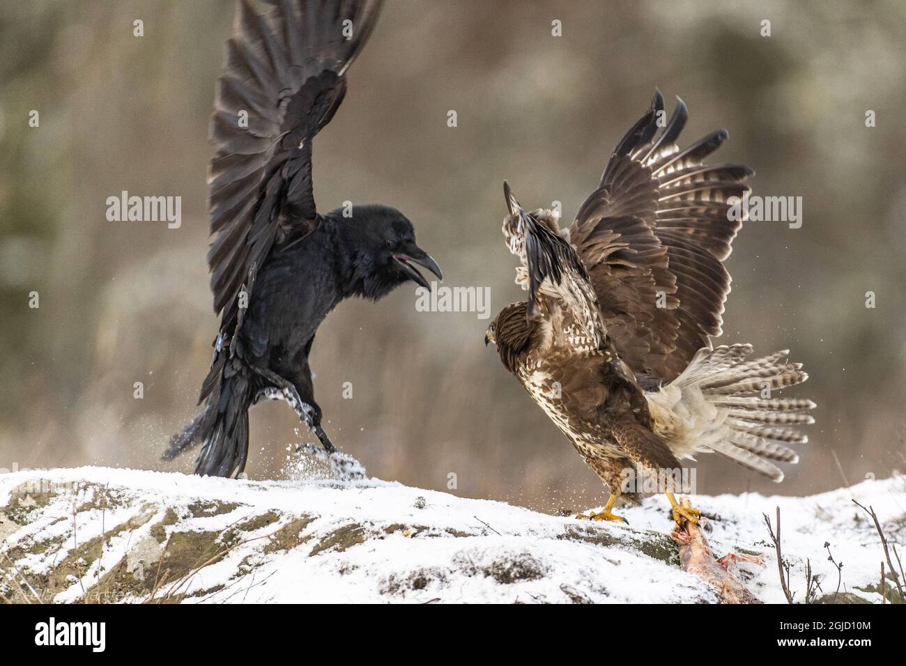 Common Raven (Corvus corax) and Common