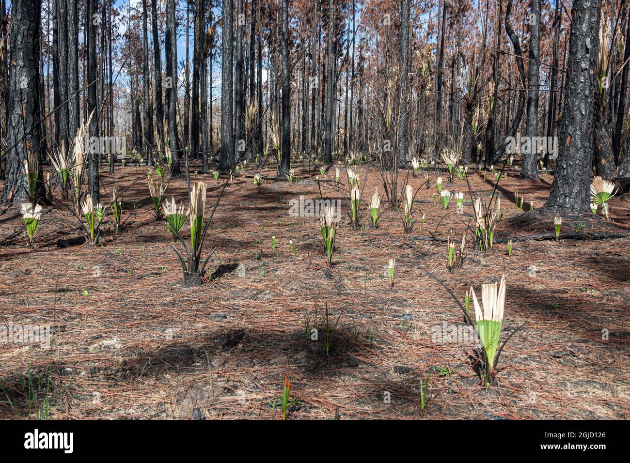 Invasive cabbage palms that are fire resistant, continue to grow after a wildfire, Florida. Stock Photo