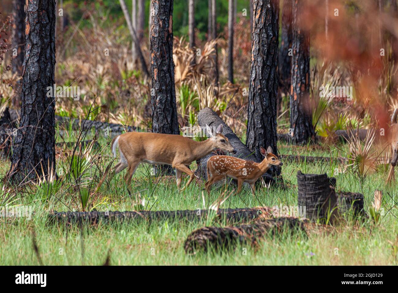 Doe and fawn whitetailed deer feeding