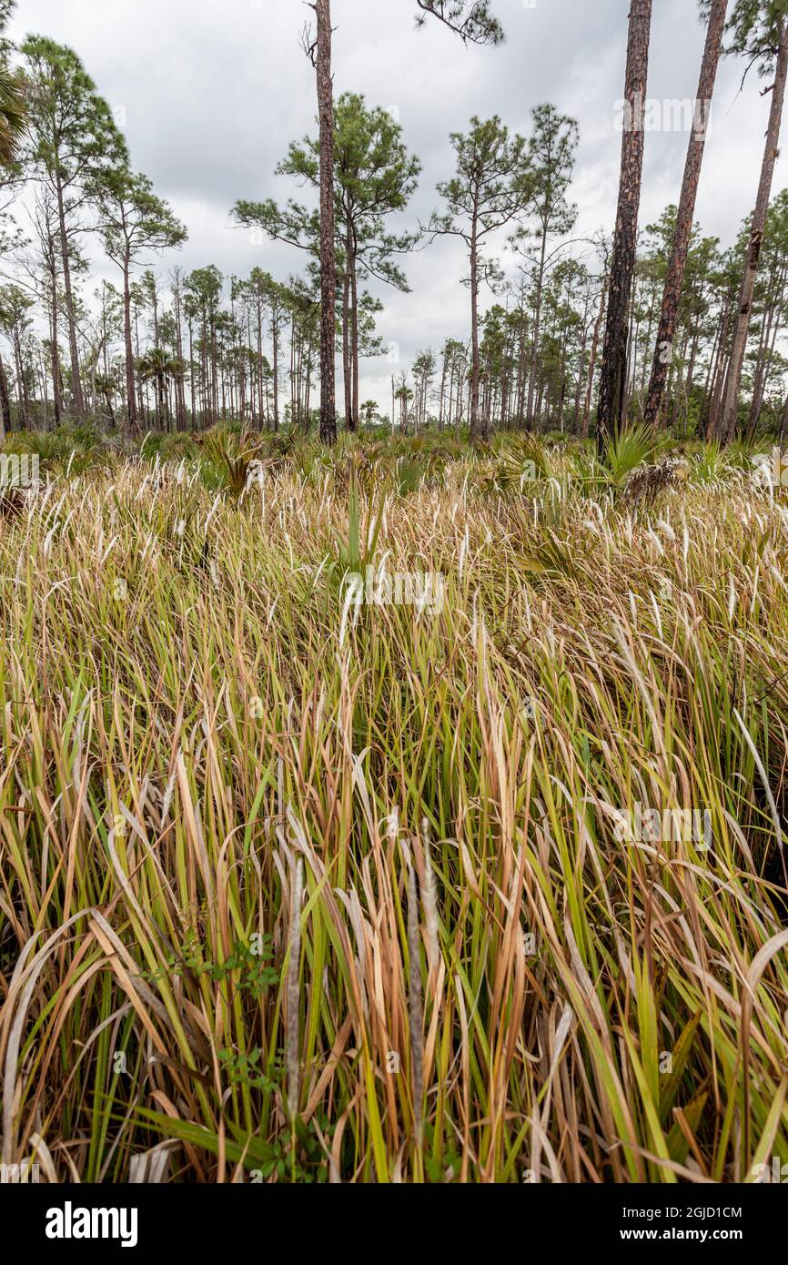 Cogonal Exotic and invasive cogon grass retards the growth of native plants and ...