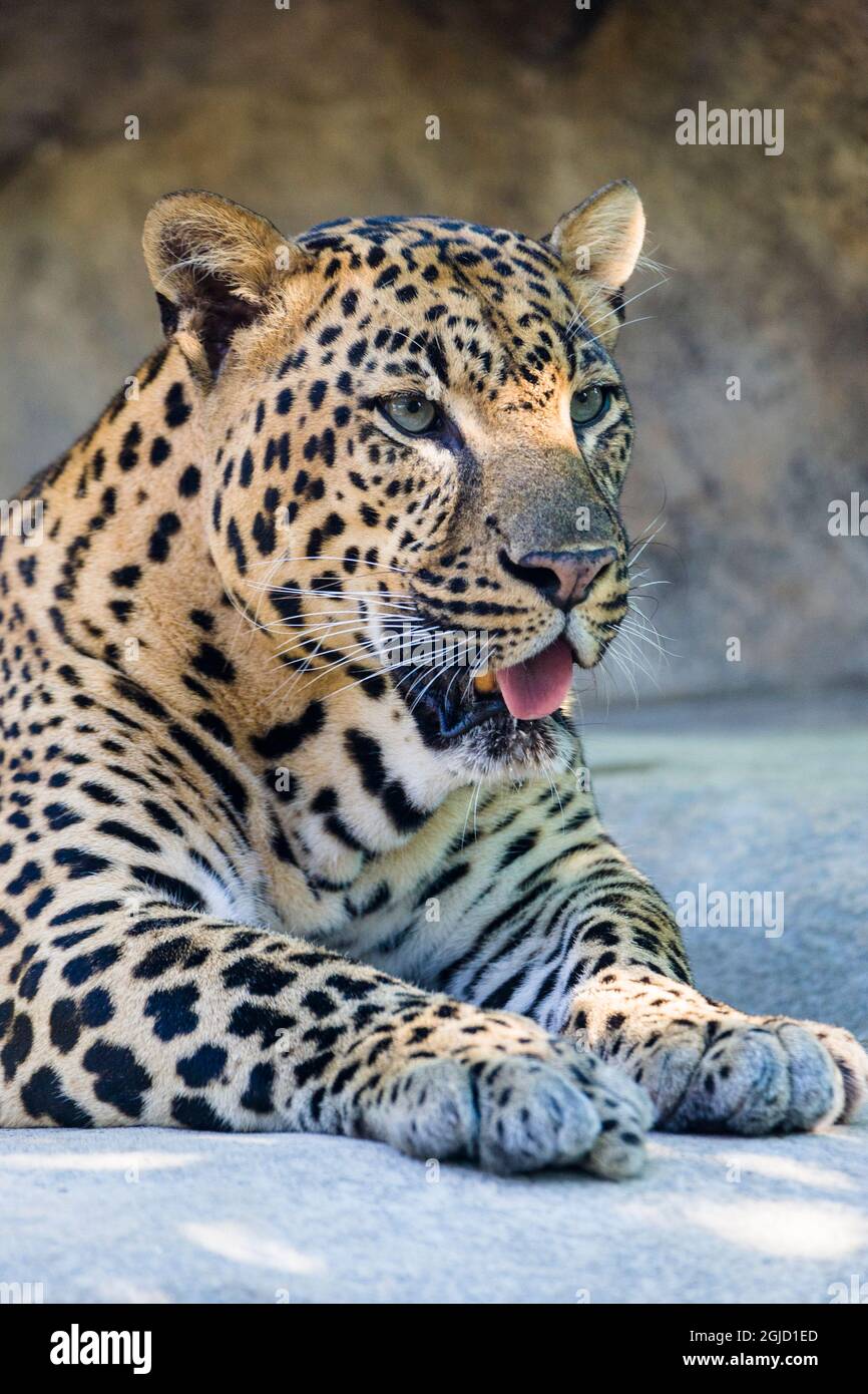 African, leopard in Zoo, USA. Stock Photo