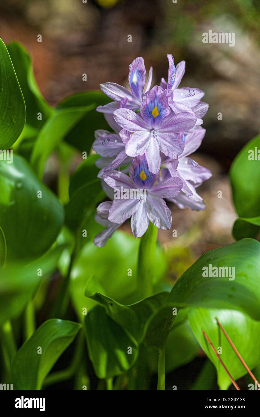 USA, Florida. Water Hyacinth is an exotic plant that clogs waterways. Stock Photo