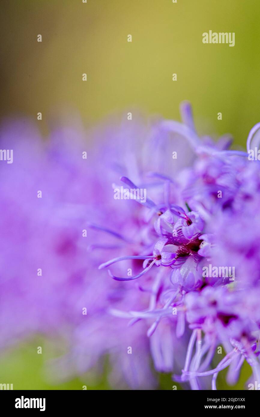 Blazing Star, a common understory flower in Florida Stock Photo Alamy