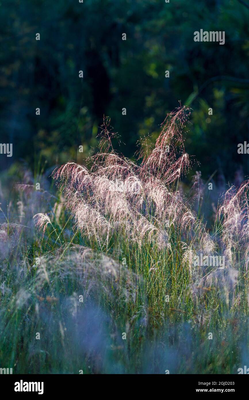 Blooming Muhly grass in a prairie managed by prescribed fire. Stock Photo