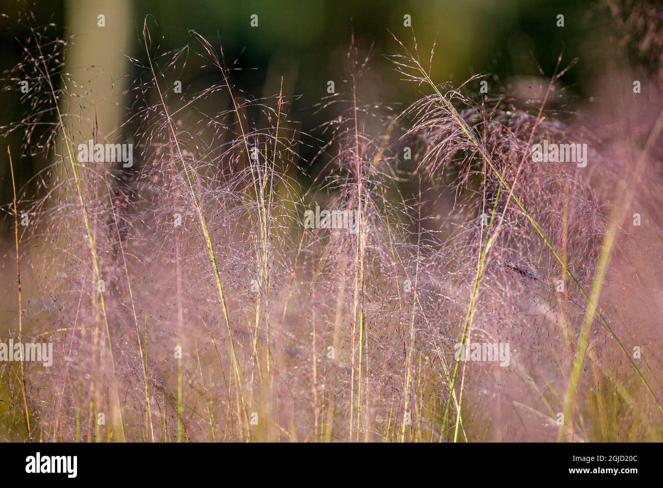 Blooming Muhly grass in a prairie managed by prescribed fire. Stock Photo