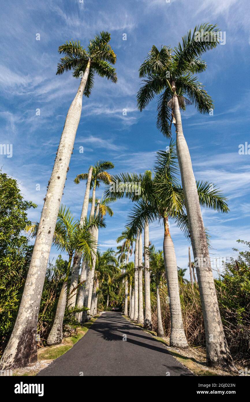 Royal palms are a popular tree in southern Florida Stock Photo Alamy