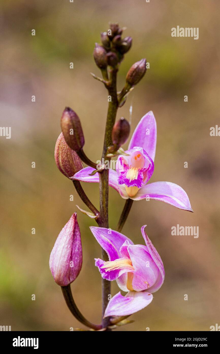 Pine Pink orchid in bloom. Stock Photo