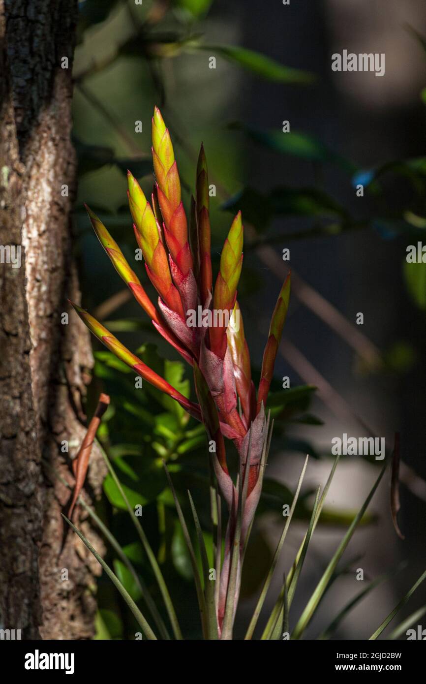 Florida air plant hi-res stock photography and images - Alamy