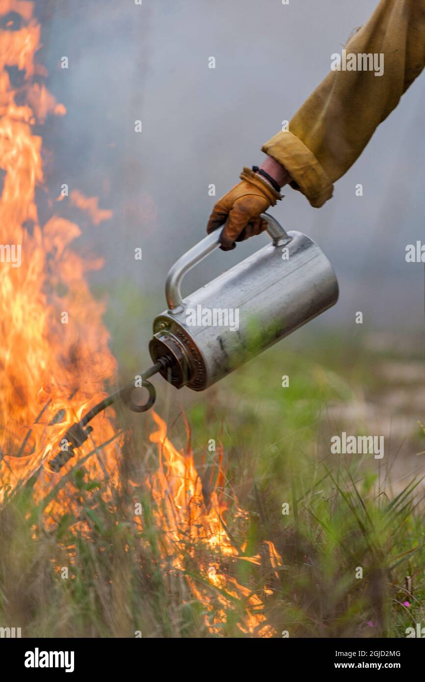 Firefighter spreads fire with drip torch Stock Photo - Alamy