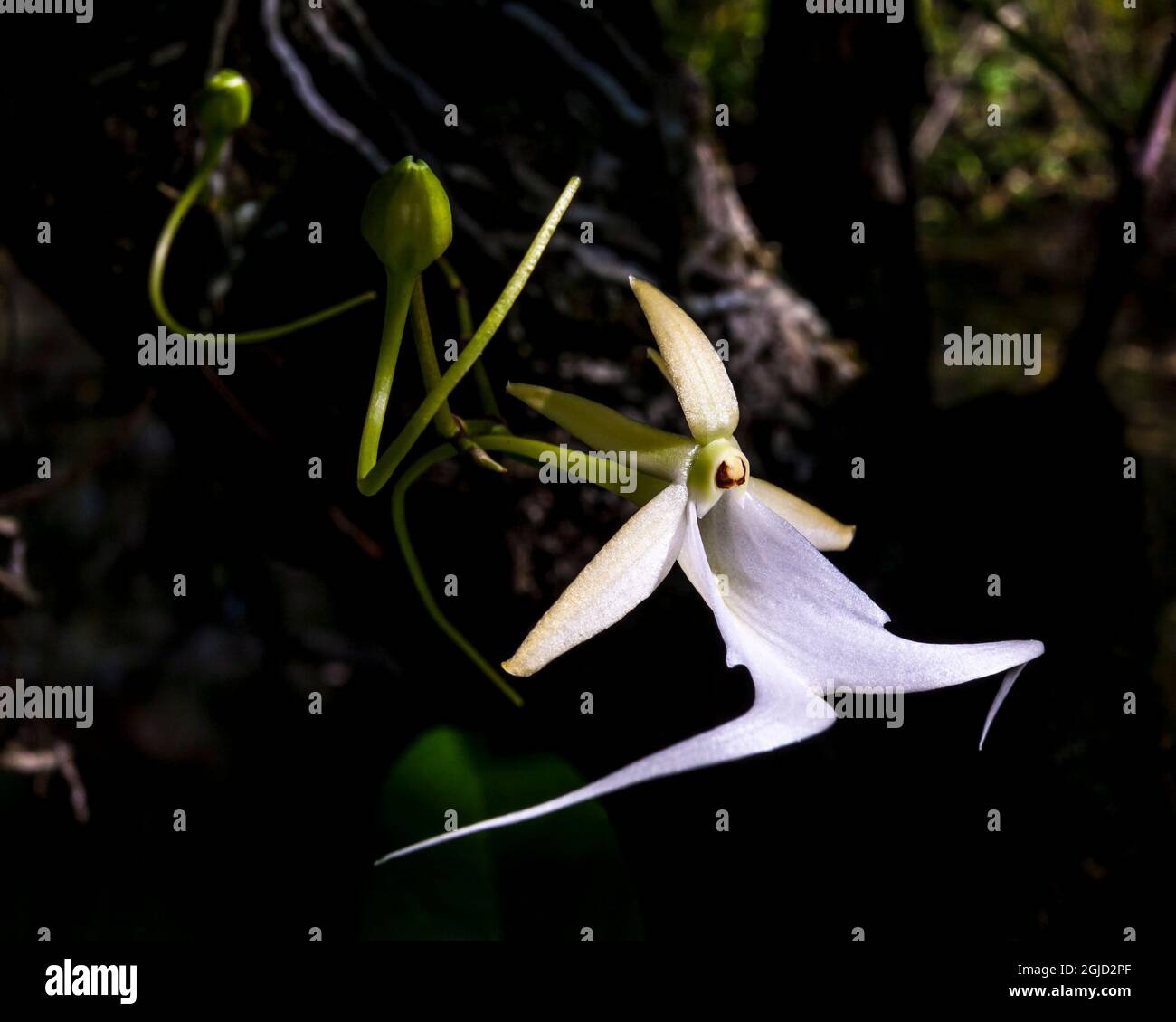 Rare Ghost Orchid Grows Only In Swamps In South Florida Stock Photo Alamy