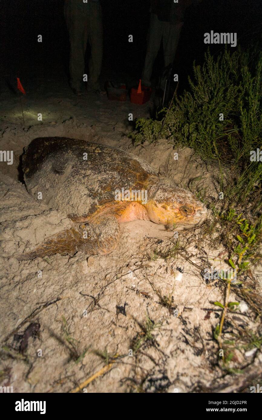Nesting loggerhead sea turtle in Florida Stock Photo - Alamy