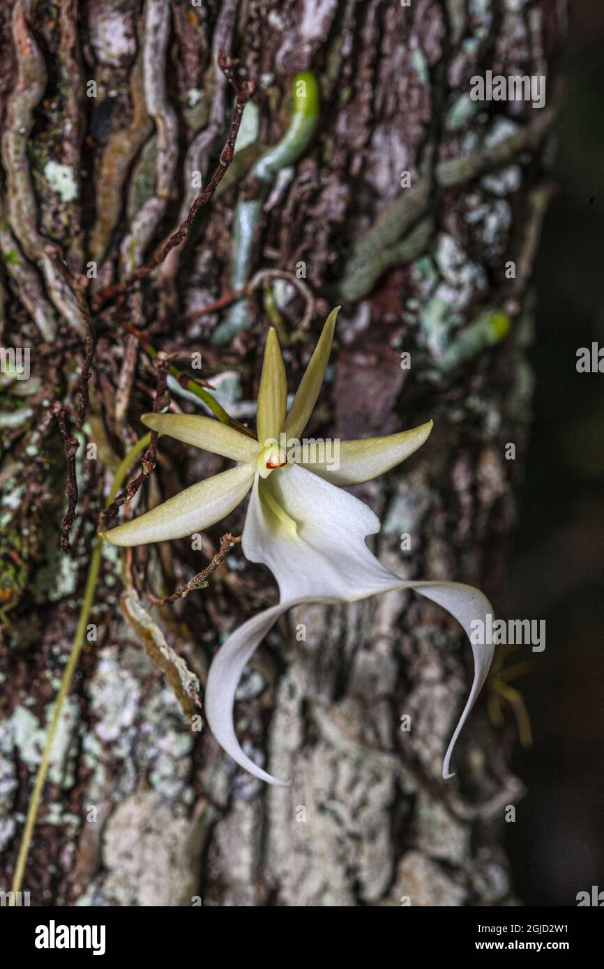 Rare Ghost Orchid Only Grows In Swamps In South Florida Stock Photo Alamy