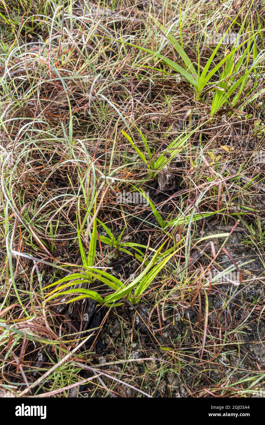 Seedling Pine Pink orchids emerge from rotting wood where fungus lives which is responsible for germinating orchid seeds. Stock Photo
