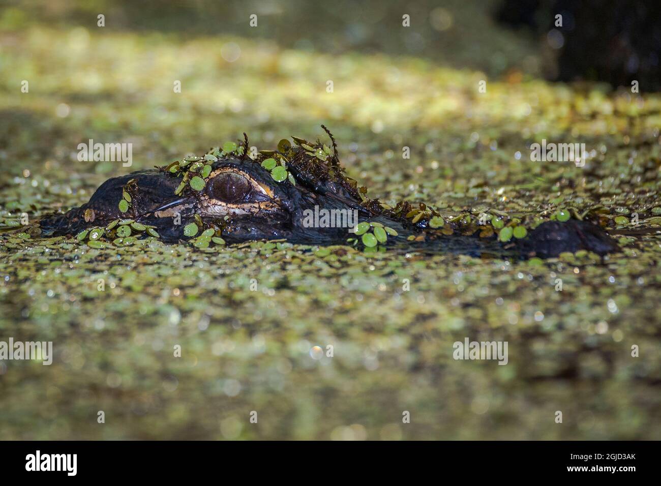 An American alligator peeks above the water and a floating layer of duckweed. Stock Photo