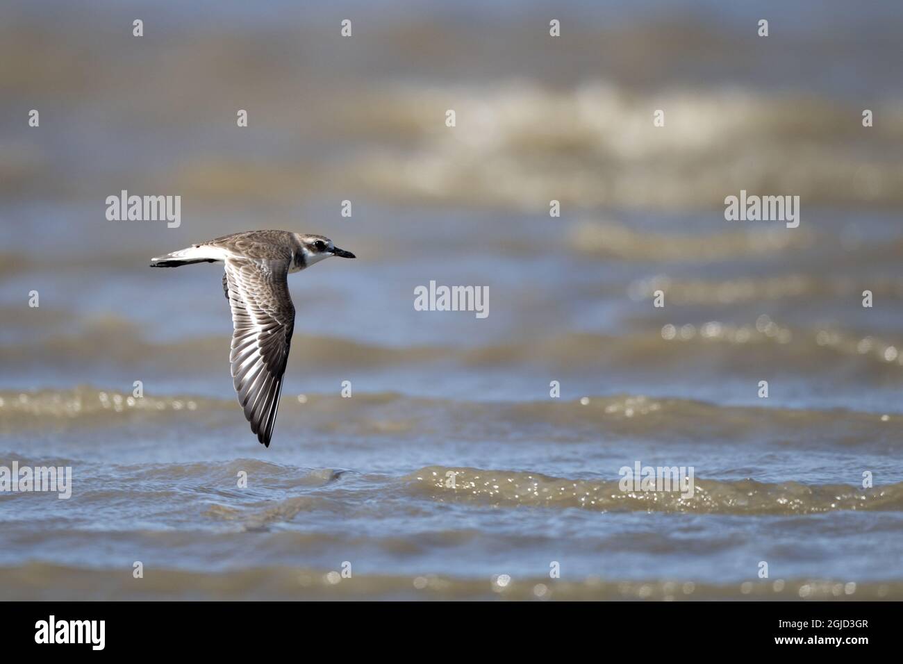 Greater Sand Plover, syn Greater Sand-Plover(Charadrius leschenaultii) Foto: Magnus Martinsson / TT / 2734 Stock Photo